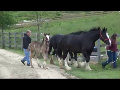 download lagu mp3 mp4 Hermann Farm Museum, download lagu Hermann Farm Museum gratis, unduh video klip Hermann Farm Museum