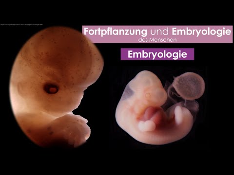 Embryologie des Menschen - Einführung für MedAT, Abitur, HamNAT und Medizinstudium