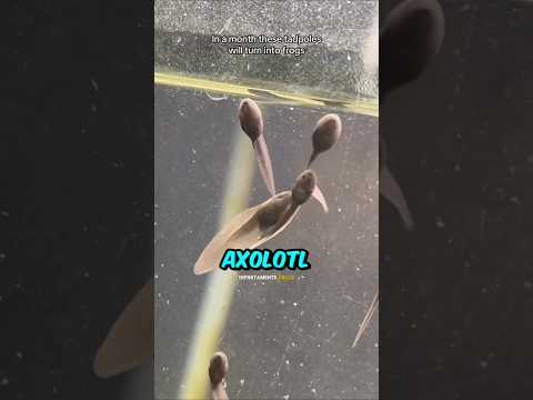 SI È CREATO UN ESERCITO DI RANE! 🐸✌🏻 #divertente #curiosità