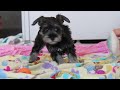 Miniature Schnauzer dogs for sale: Mila - Video 1