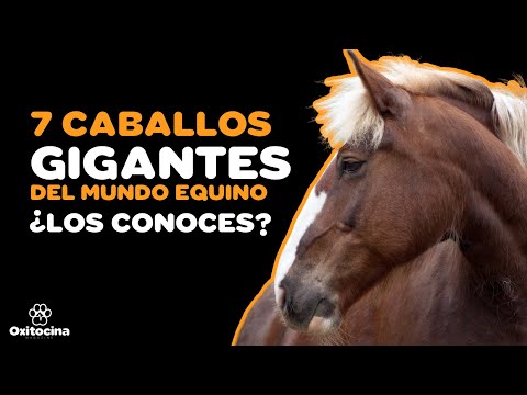 , title : 'TOP 7 RAZAS DE CABALLOS MÁS GRANDES DEL MUNDO'