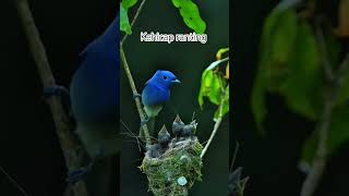 Download lagu kehicap ranting #birds #thebirdsonggroup #burung mp3