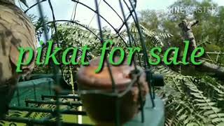 Download lagu Denak derak angsa (SOLD OUT) mp3 Download lagu Denak derak angsa (SOLD OUT) mp3