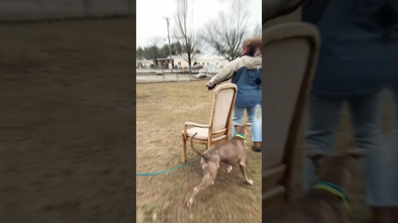 Kaiser, a Adoptable Mixed Breed in Lewiston, ME video 5/6