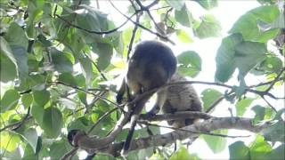 2015-10-12 Tree Kangaroo, Yungaburra
