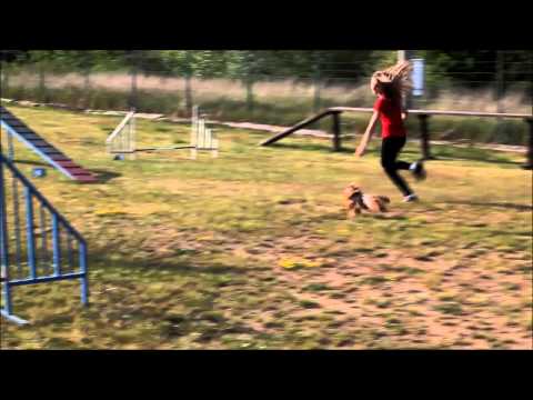 Agility trénink 27.6.2014