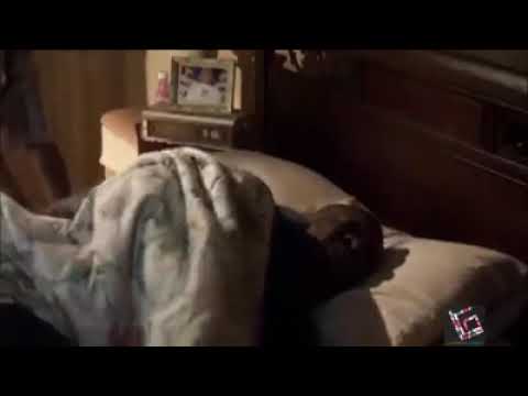 Olha ai amigos de Ouro fino