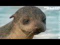 Robot Spy Pup Lonely Baby Fur Seal Battle Fierce Ocean Together