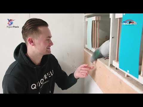 National WHZB/TBOTB/NPO winners 2022: 1st Not Nominated Middle Distance, J. & M. Hameeteman, Ouddorp