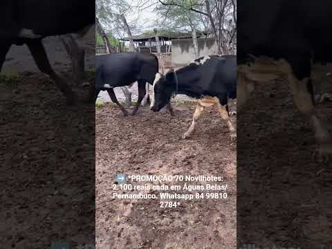 70 Novilhotes: 2.100 reais cada em Águas Belas/ Pernambuco. Whatsapp 84 99810 2784*#gado