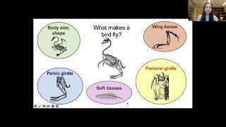 Locomotion Ecology in the Fossil Bird Ichthyornis