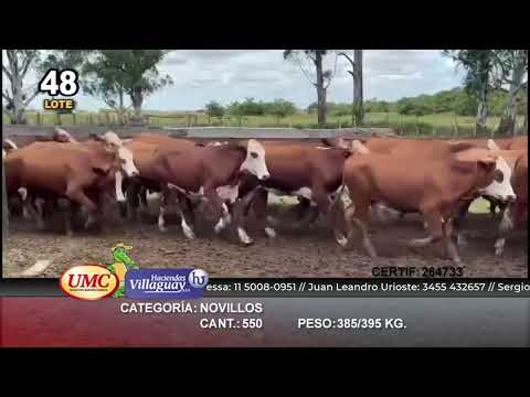 Lote 550 Novillos en Berón de Astrada, Corrientes
