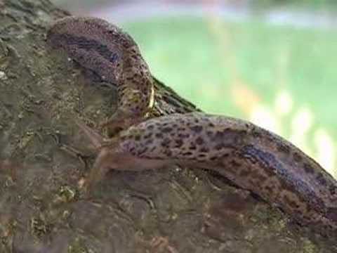 Slugs! (part 1 of 2)
