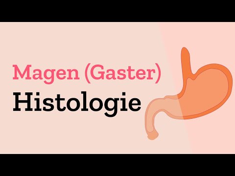 Histologie des Magens - Erklärung der Kardia / Fundus / Körper / Wandaufbau (Gaster)
