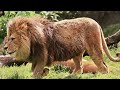 Different Types Of Lions In The World Animal Guide 4K