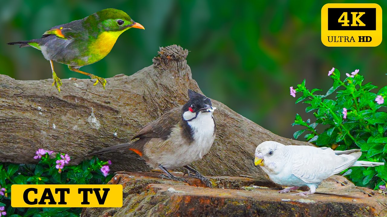 Cat TV for Cats to Watch 😻 Can Your Cat Catch That Bird? 🐦 Cat Stimulation Video