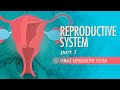Reproductive System, Part 1 - Female Reproductive System: Crash Course Anatomy & Physiology #40