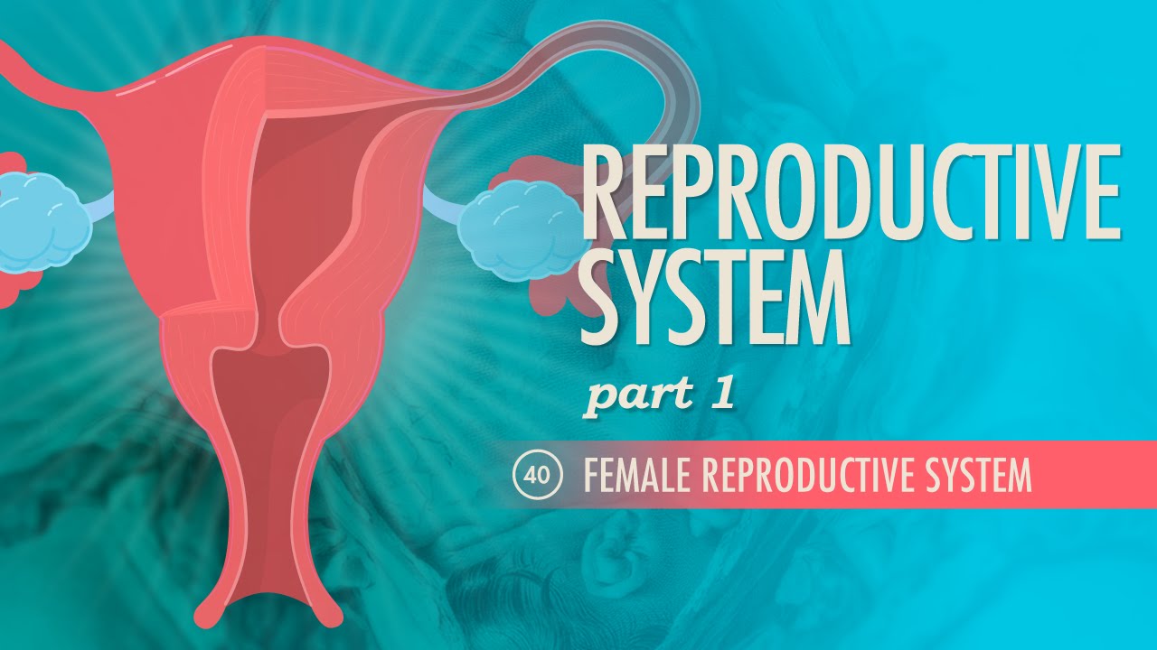 How does the reproductive system work with other systems? EN General