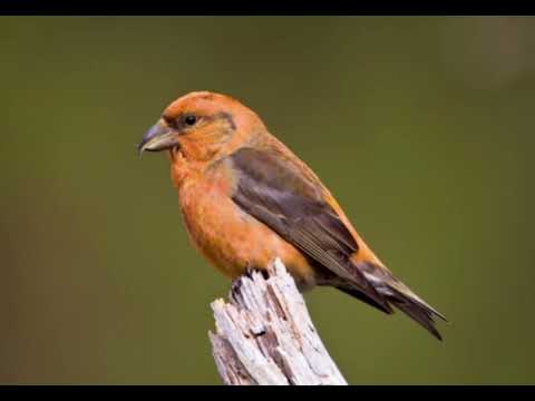 Scottish Crossbill sound