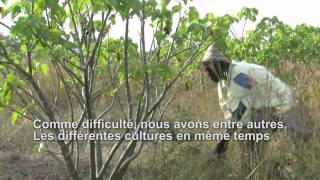 preview picture of video 'Mali video 02 (FR) - Les graines de Jatropha'