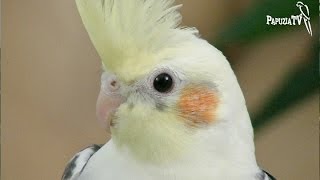 Papuga nimfa - wybór pupila