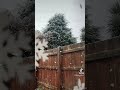 Snowfall Shorts Snow Winter Snowfall Snowflakes