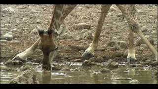 Biomes | Biology | Ecology