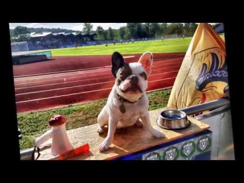 Pyro, Choreos, Konfetti - TSV 1861 Nördlingen - Rückblick Saison 2015/16, Landesliga Südwest Fußball