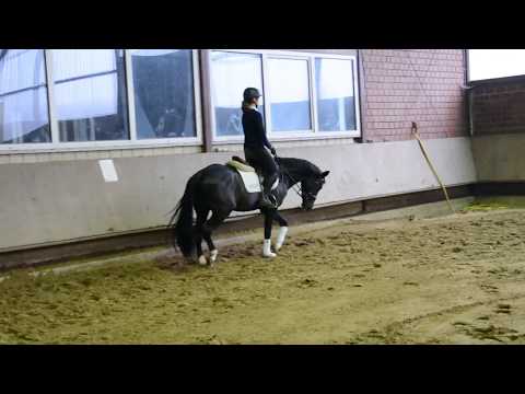 Ponywallach v. Top Berlin - FS Golden Highlight