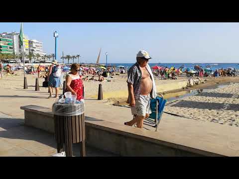 Runa y Queen en la Playa.