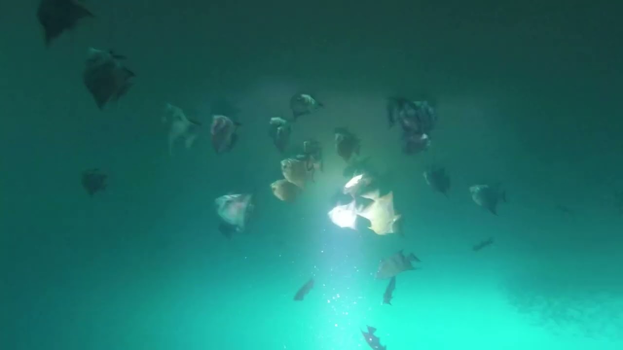 Inspection on bottom hull and fishes1