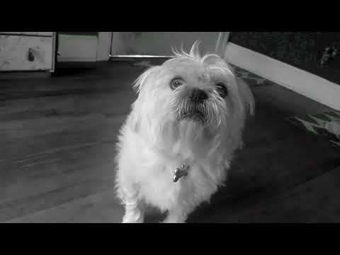 "Bug Mucky" Lurch Marley (prod by Ivo Waves)