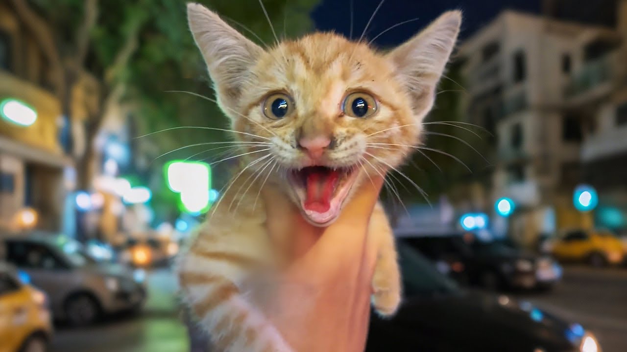 I picked up a duck! Oh no, it's a cat that quacks like a duck!