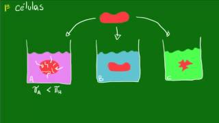 Aplicações de pressão osmótica - Equilíbrio osmótico das células