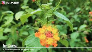 Download lagu Edet sedenge mp3