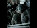 Koba kills Ash | Dawn of the Planet of the Apes (2014) #andyserkis  #kingdomoftheplanetoftheapes