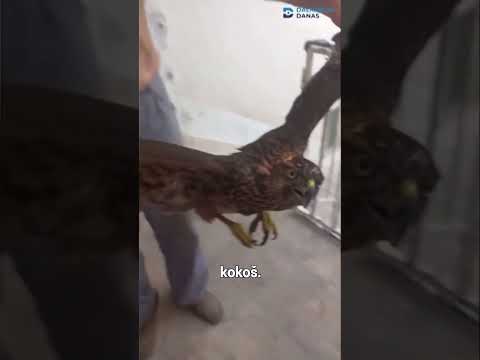 Nepozvani gost uletio je u kokošinjac jedne obitelji u okolici Splita