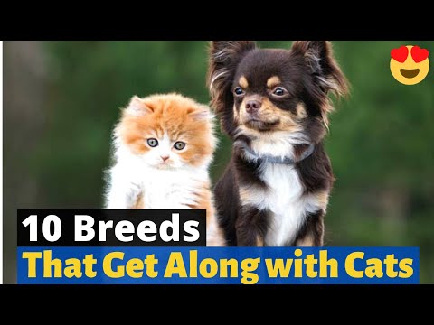 The 10 Best Dog Breeds that get along with Cats 🐶 🐈