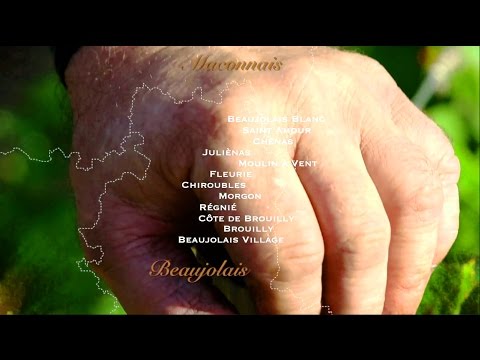 TERROIRS ORIGINELS : le BEAUJOLAIS des artisans-vignerons