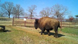 preview picture of video 'buffalo on the road at Woolaroc'