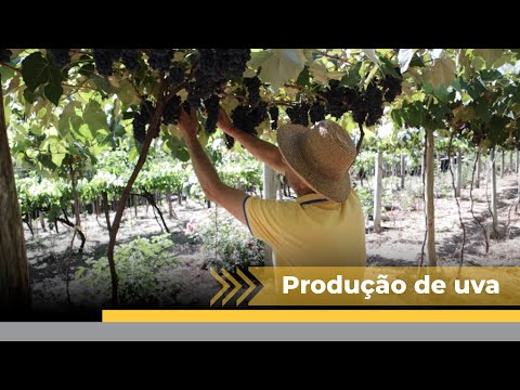 Tradição: Família de Marema cultiva uva há mais de 60 anos