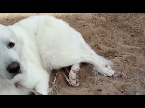 Die Wüste nach einem Regenguss in Quartzsite und einfach draußen herumhängen