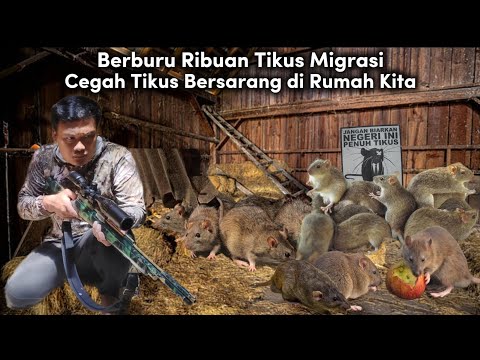 INVASI TIKUS LIAR BERBAHAYA: 50 Tembakan Sempurna & Perburuan luar biasa! 