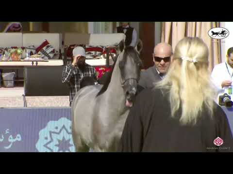 N 122 SHAMEK SARM   PSAIAHF 2023   Yearling Colts Class 7A