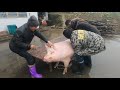 Pig Slaughter - A new way to kill pigs in rural areas, easy to get 380 kg of native pigs