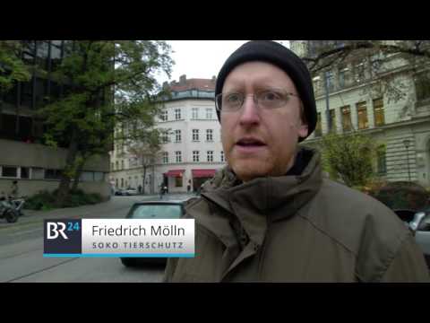 Christmas tree with fox fur balls | BR24