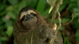 Sloth Combats Plant Defences in Incredible Behaviour | How Nature Works | BBC Earth