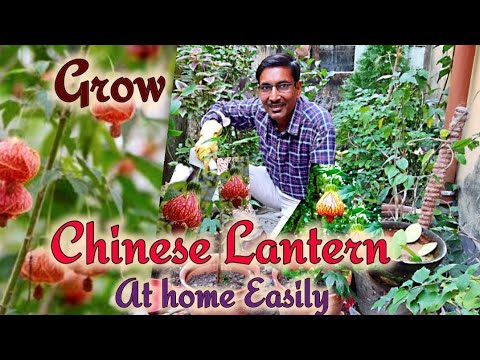 Grow this finest flower plant in your Home. Abutilon pictum Chinese lantern perennial flower plant