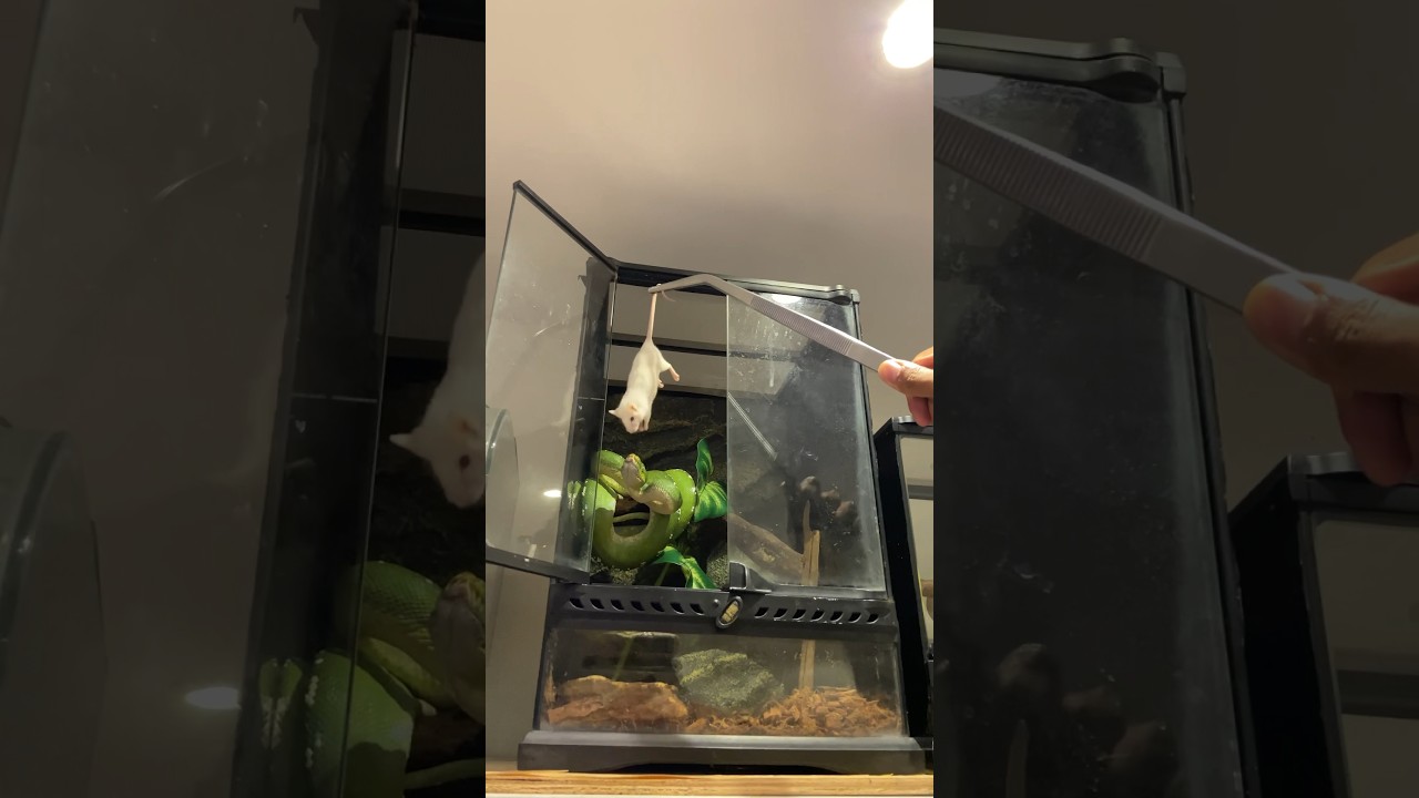 Green Tree Python Dinner! #snake #reptiles #predator #snakes #dinner #wildlife #hunting