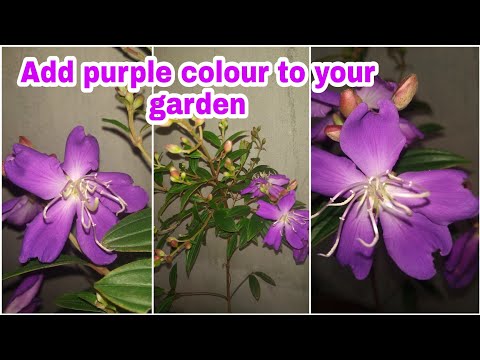 Princess flower/Tibouchina urvilleana/grow and care in Tamil